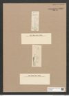 Diatomeae indet. Zeichnungen Sammlung Grunow Nr. 5857 (NHMW-BOT-W0374296)